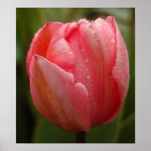 Tulipa Posteres
