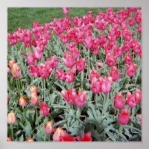 Tulipa Impressão