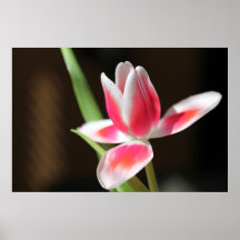 Tulipa Posteres