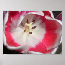 Tulipa Pôsteres