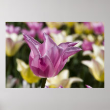 Tulipa Posteres