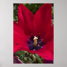 Tulipa Pôsteres