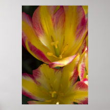Tulipa Pôsteres