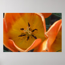 Tulipa Posteres