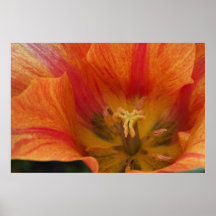 Tulipa Posters
