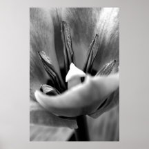 Tulipa preta & branca poster