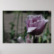 Tulipa roxa posteres