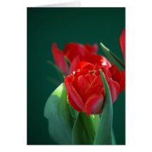 Tulipa vermelha cartao