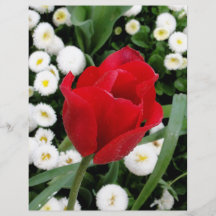 Tulipa vermelha rosado modelo de panfletos