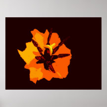 TULIPAS 6 PÔSTERES