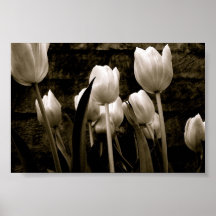 Tulipas antigas posters
