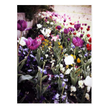Tulipas Cartão Postal