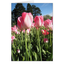 Tulipas cor-de-rosa cartao