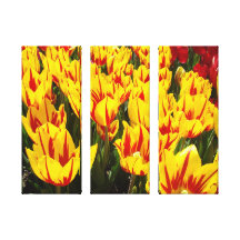 Tulipas corajosas coloridas do vermelho do amarelo impressão de canvas envolvidas