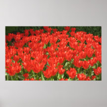 Tulipas de Holland Posteres