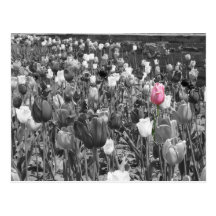 Tulipas do cartão na flor cartões postais