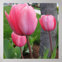 Tulipas do primavera poster
