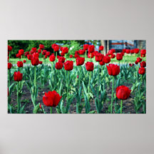 tulipas pôsteres