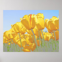 tulipas posteres