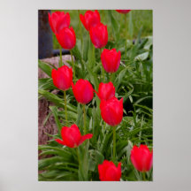 Tulipas vermelhas e mais poster