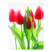 Tulipas vermelhas no branco fotos