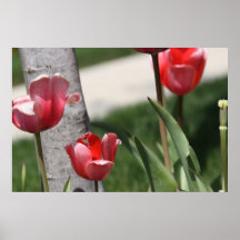 Tulipas vermelhas posteres
