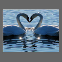 Um beijo do coração da cisne, reflexões do amor cartões postais