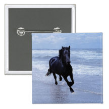 Um cavalo selvagem e livre botons