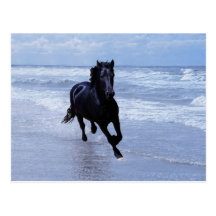 Um cavalo selvagem e livre cartão postal