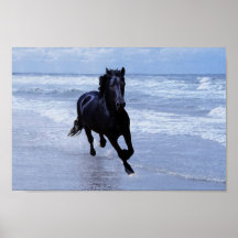 Um cavalo selvagem e livre poster