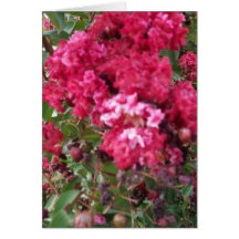 Um Myrtle vermelho bonito Cartao