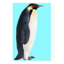 Um pinguim no azul!  Um presente do divertimento p Cartão Postal