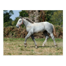 Um potro cinzento de Percheron em France Cartão Postal