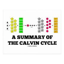 Um sumário do ciclo de Calvin (fotossíntese) Cartao Postal