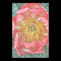 Única cópia cor-de-rosa da lona da flor da peônia posters