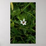Única fotografia do macro do Wildflower da flor Posters