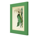 Única vida floral branca do lírio de Calla ainda Impressão De Canvas Envolvidas