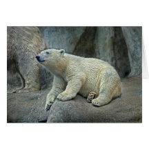 Urso Cub polar #1 Cartões
