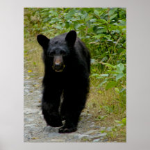 Urso Cub Impressão