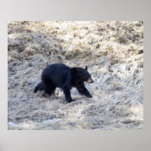 Urso Cub preto Impressão