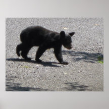 Urso Cub preto Poster