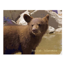 Urso Cub, Yellowstone Cartao Postal
