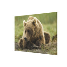 Urso de Brown, ou urso de urso litoral, Ursus Impressão De Canvas Envolvida