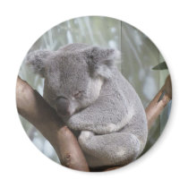 urso de koala ímãs