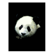 Urso de panda cartões postais