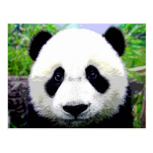 Urso de panda cartoes postais