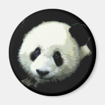 Urso de panda imas