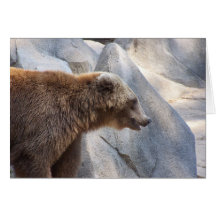 Urso do ~ do cartão