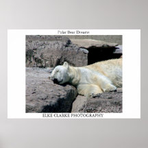 Urso polar do sono poster