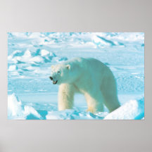 Urso polar poster